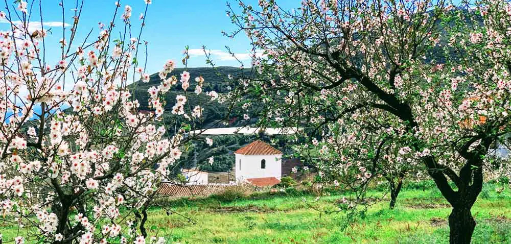 Gualchos Almond Trees